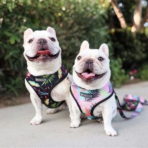 Frenchie Bulldog it’s a vibe harness + leash